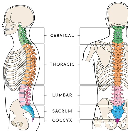 Spinal-Anatomy.jpg
