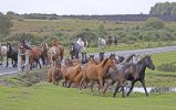 New-Forest-ponies-during-drift-round-up-near-Brockenhurst.jpg